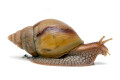 Lissachatina fulica hamillei rodatzi juvenil
